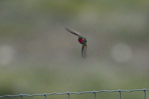 Hummingbird, Broad-tailed, 2015-05318827 Rocky Mountain National Park, CO